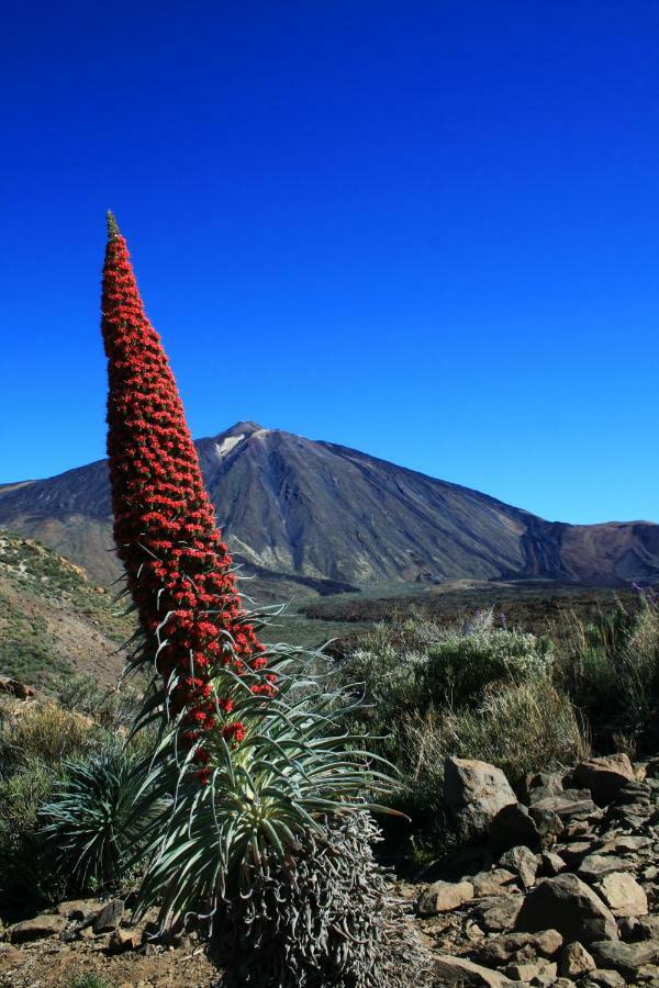 El Perenquen * Santa-Cruz de Ténérife